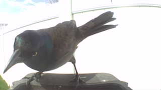 common grackle