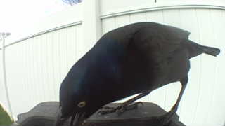 common grackle