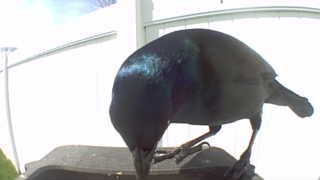 common grackle