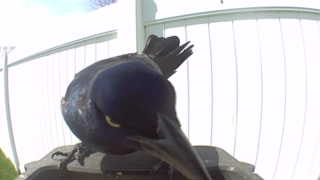 common grackle