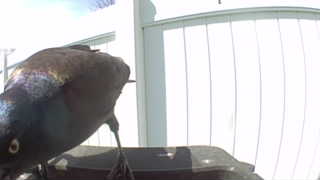 common grackle