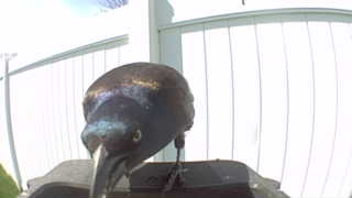 common grackle