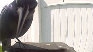 common raven