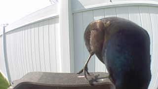common grackle