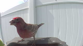 purple finch
