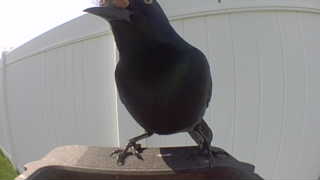 american crow
