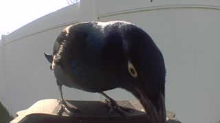 common grackle