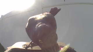 rock dove (feral pigeon)