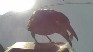 common grackle