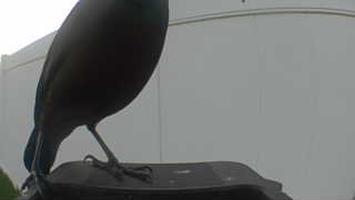common grackle