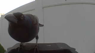 common grackle