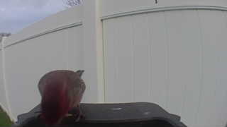 house finch