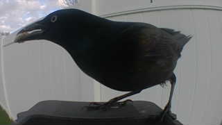common grackle