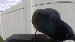 common grackle