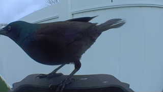 common grackle