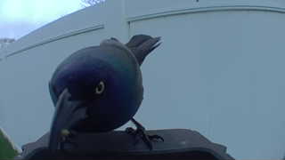 common grackle