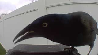 common grackle