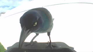 common grackle