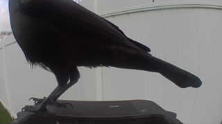 american crow