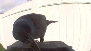 american crow