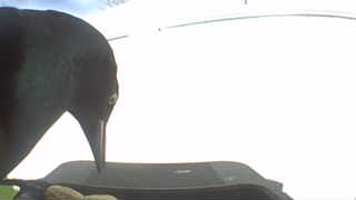 common grackle