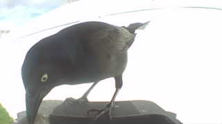 common grackle