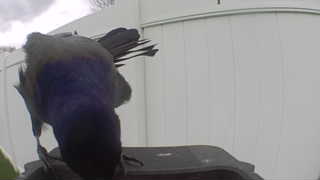common grackle