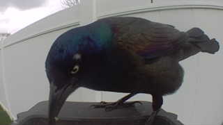 common grackle