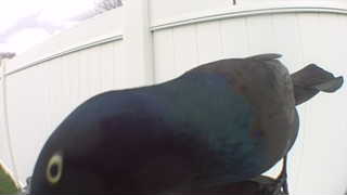 common grackle
