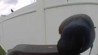 american crow