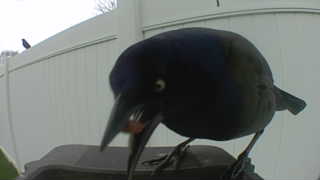 common grackle
