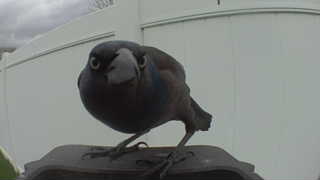 common grackle