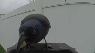 common grackle