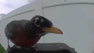 american robin
