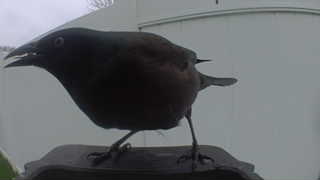 common grackle