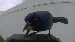 common grackle