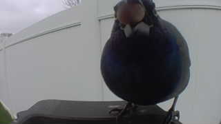 european starling