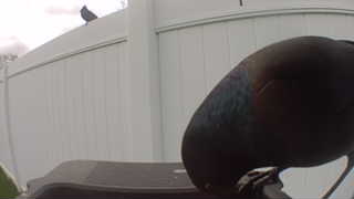 common grackle