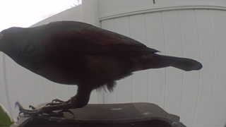 orchard oriole