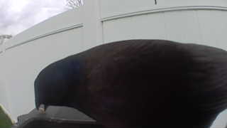 common grackle