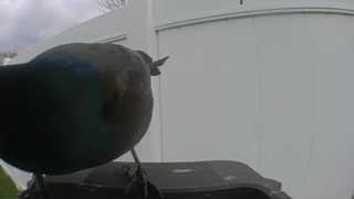 common grackle