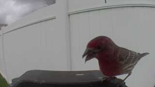 house finch