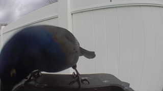 common grackle