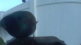 common grackle