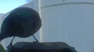 common grackle