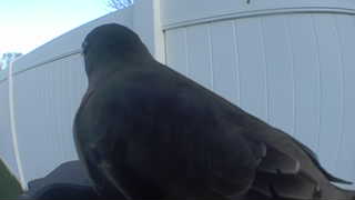 european starling
