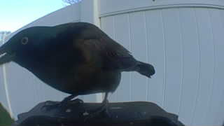 brewer's blackbird