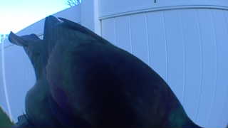 common grackle