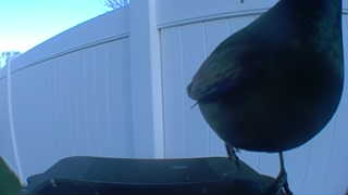 european starling