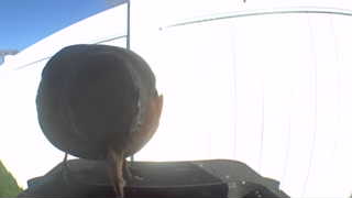 mourning dove